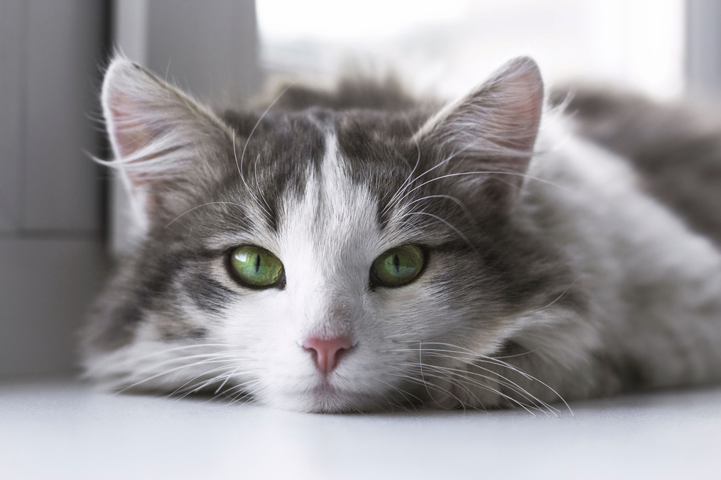 Cute Cat with Green Eyes